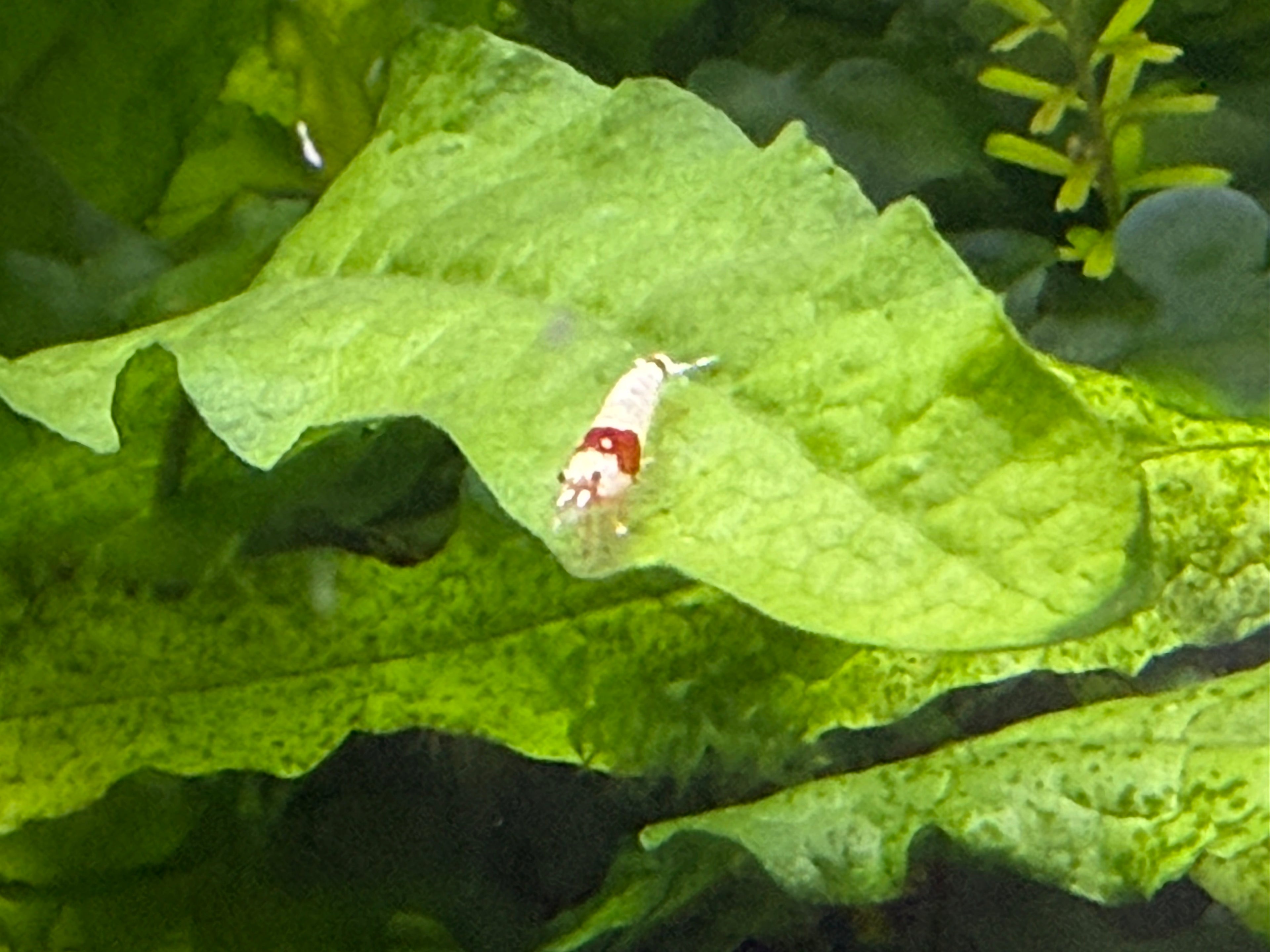 Pure Red Line (PRL) Crystal Shrimp – Selectively Bred in the USA | BARCK Aquatics