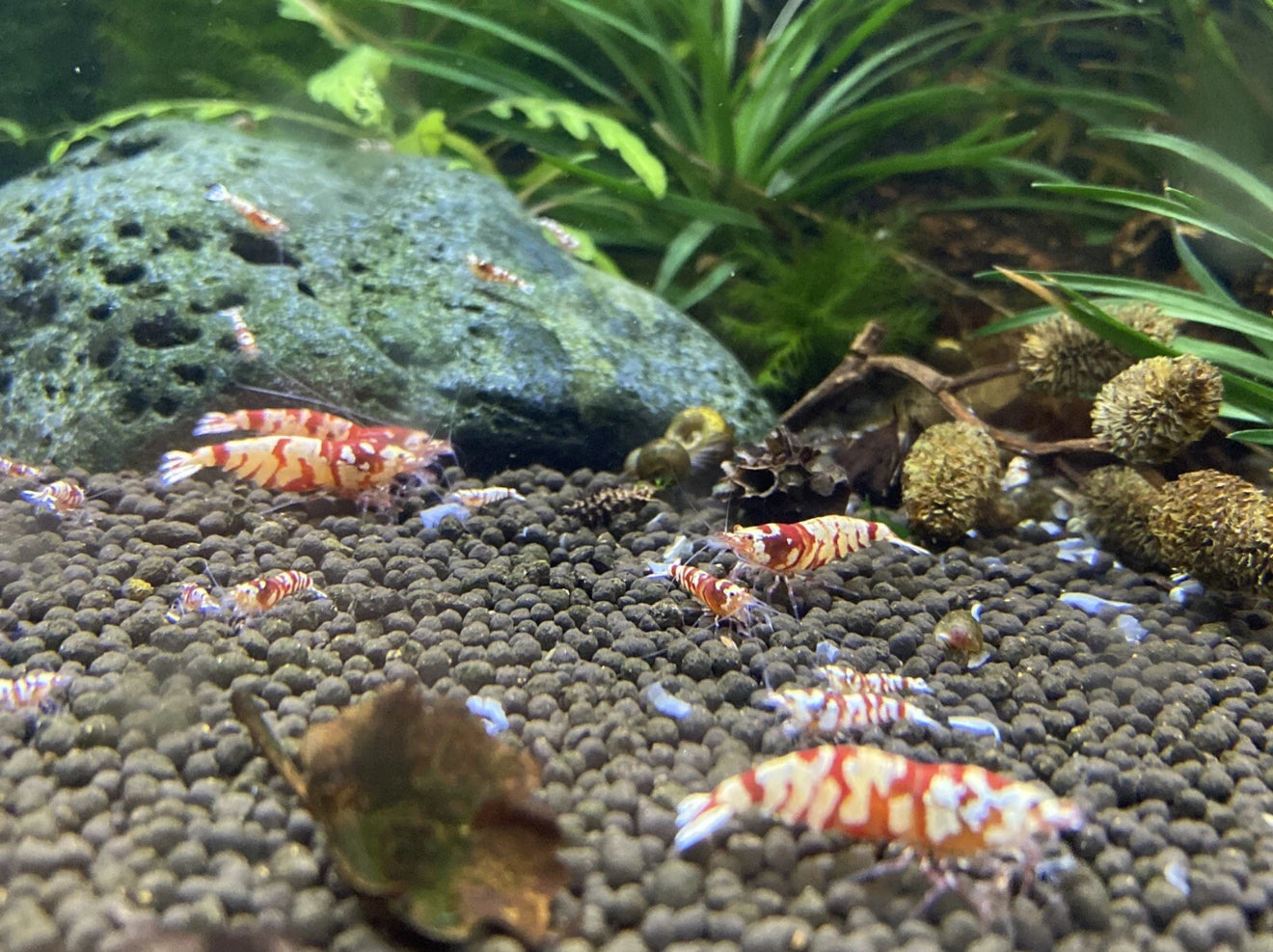 Red Fancy Tiger (RFT) Shrimp – Selectively Bred in the USA | BARCK Aquatics