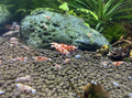 Red Fancy Tiger (RFT) Shrimp – Selectively Bred in the USA | BARCK Aquatics