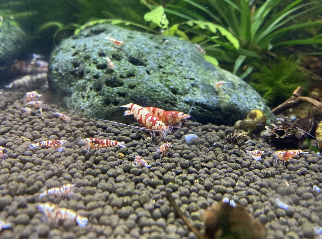 Red Fancy Tiger (RFT) Shrimp – Selectively Bred in the USA | BARCK Aquatics