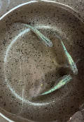 Sapphire Japanese Medaka Ricefish. USA Homebred