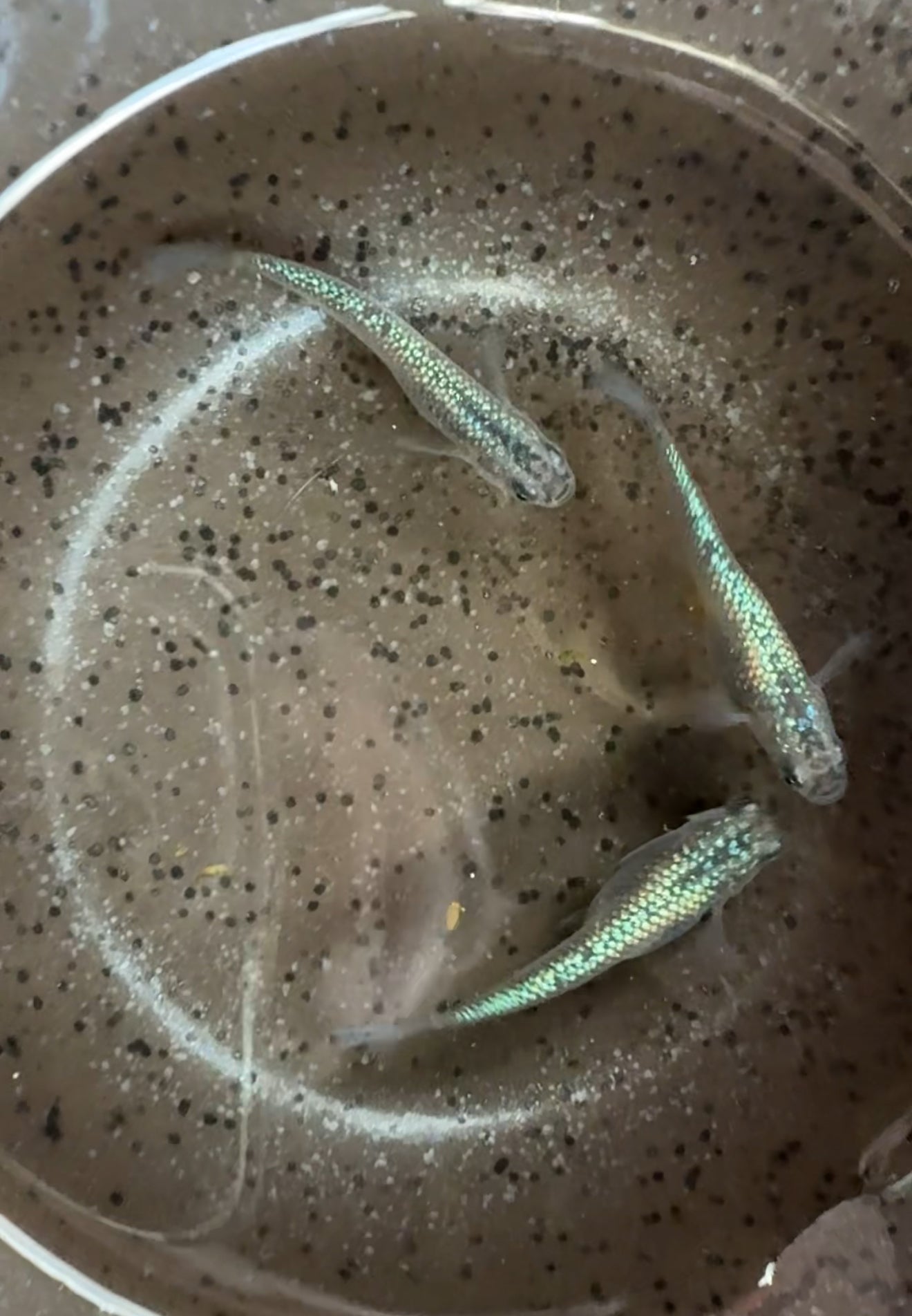 Sapphire Japanese Medaka Ricefish. USA Homebred