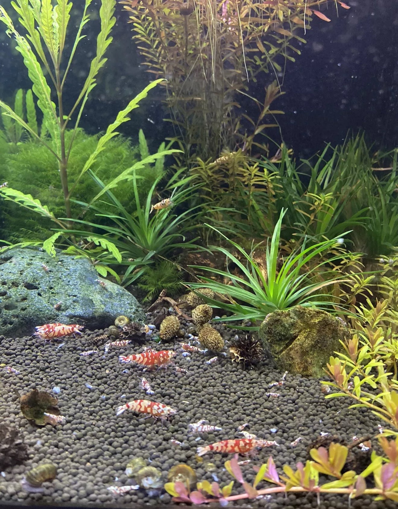Red Fancy Tiger (RFT) Shrimp – Selectively Bred in the USA | BARCK Aquatics