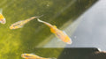 Saboyuri Japanese Medaka Ricefish. USA Homebred