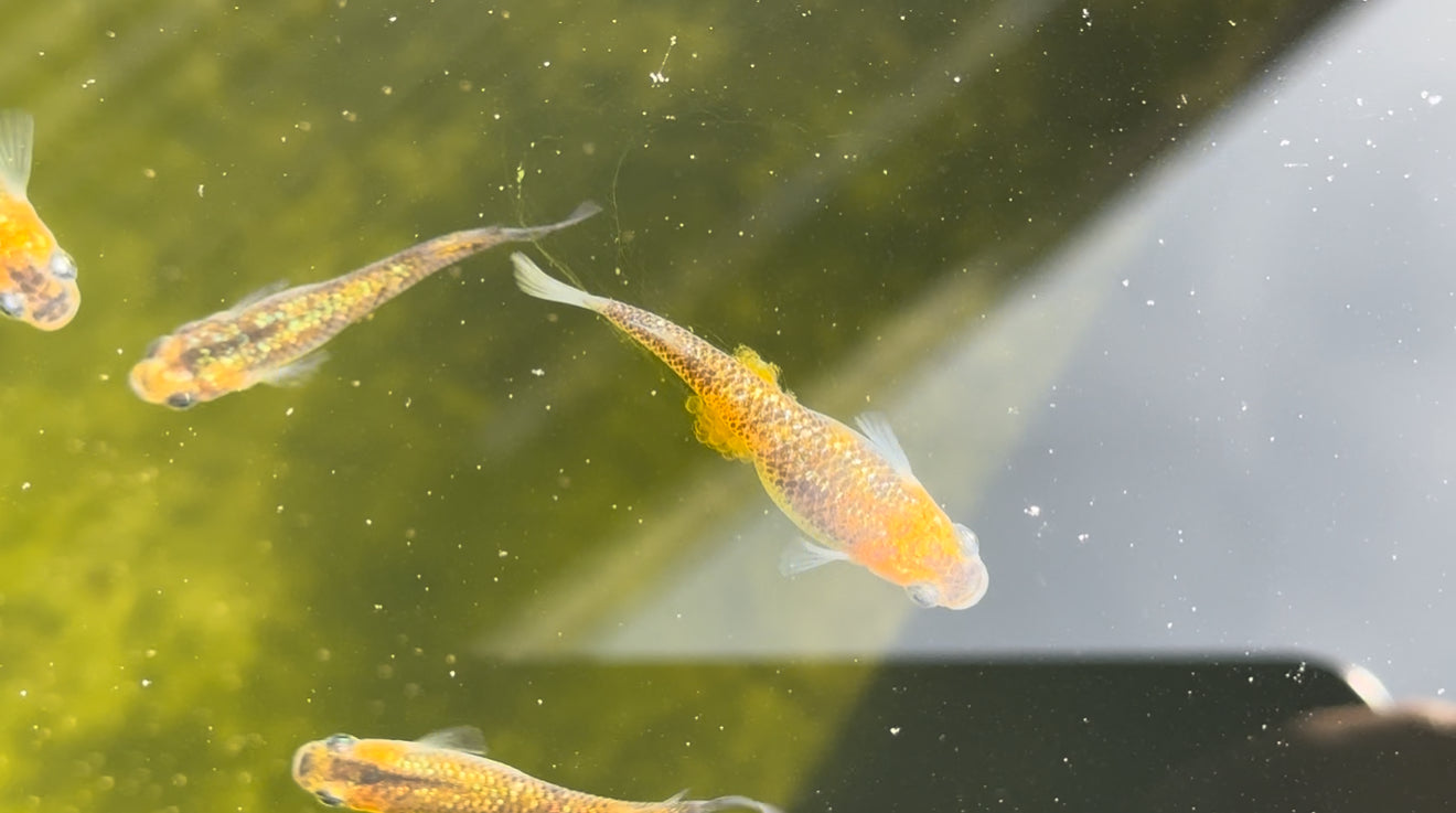 Saboyuri Japanese Medaka Ricefish. USA Homebred