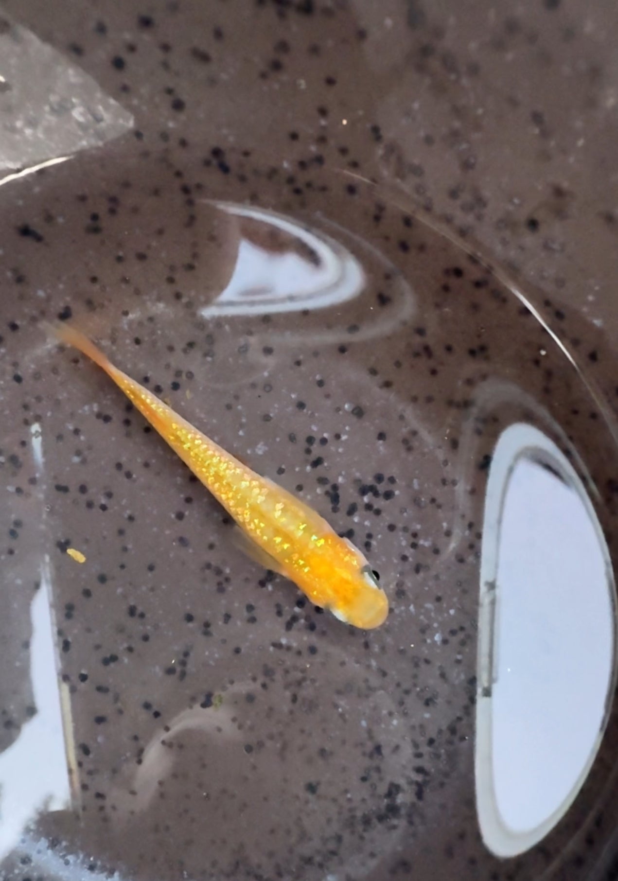 Gold Lame’ Japanese Medaka Ricefish. USA Homebred