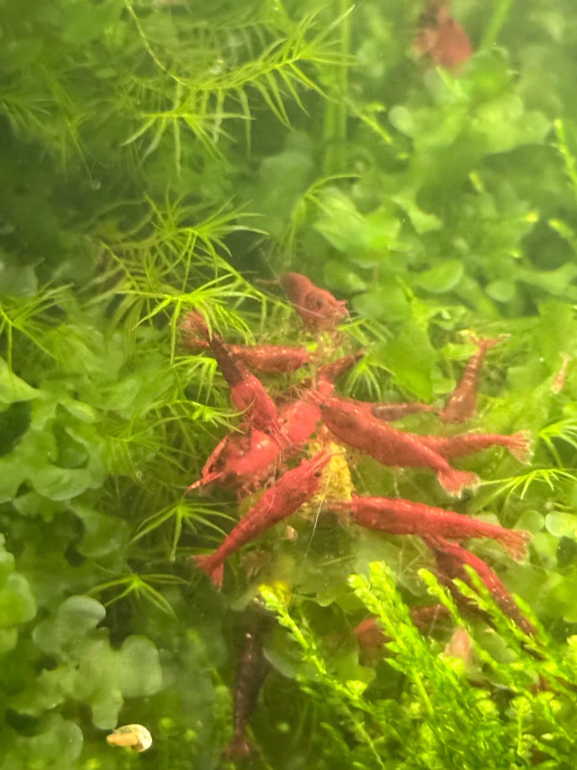 Bloody Mary Neocaridina Shrimp– Premium USA Homebred | BARCK Aquatics