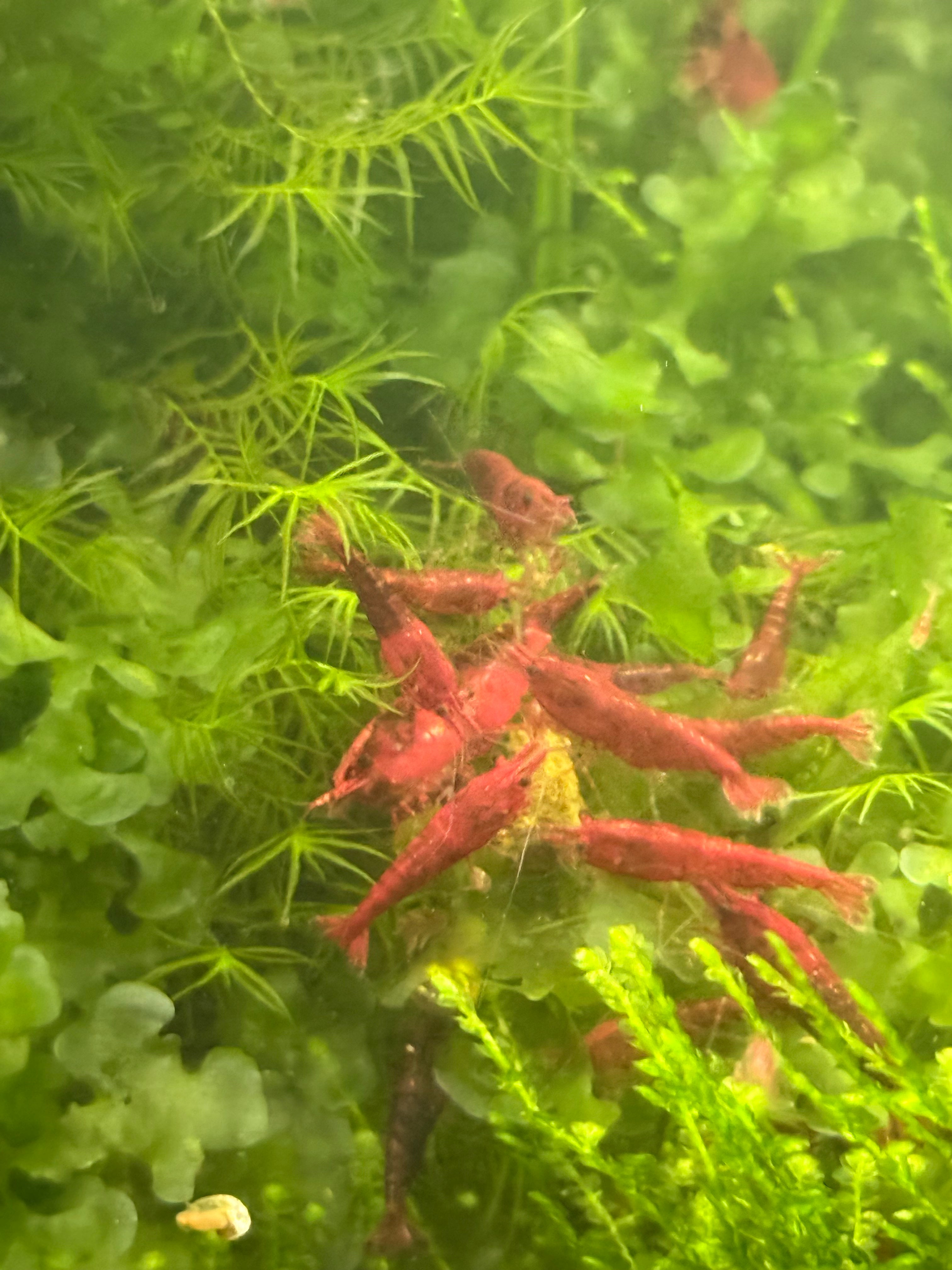 Bloody Mary Neocaridina Shrimp– Premium USA Homebred | BARCK Aquatics