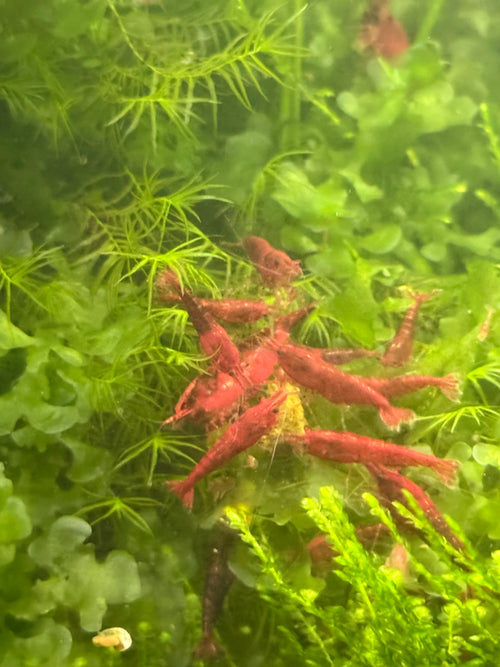Bloody Mary Neocaridina Shrimp– Premium USA Homebred | BARCK Aquatics