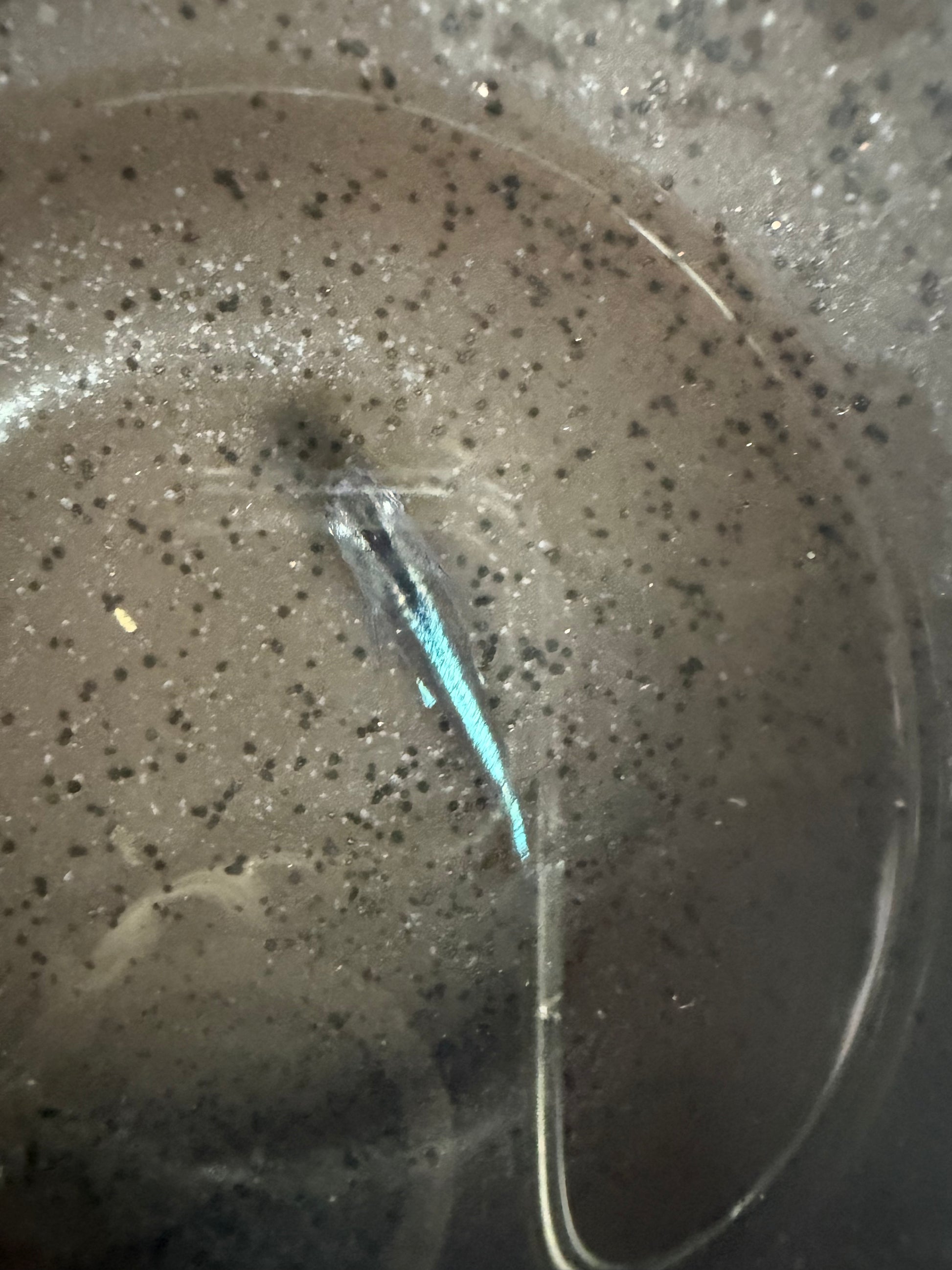 Kabuki Blue Japanese Medaka Ricefish – by USA‑HomeBred | BARCK Aquatics