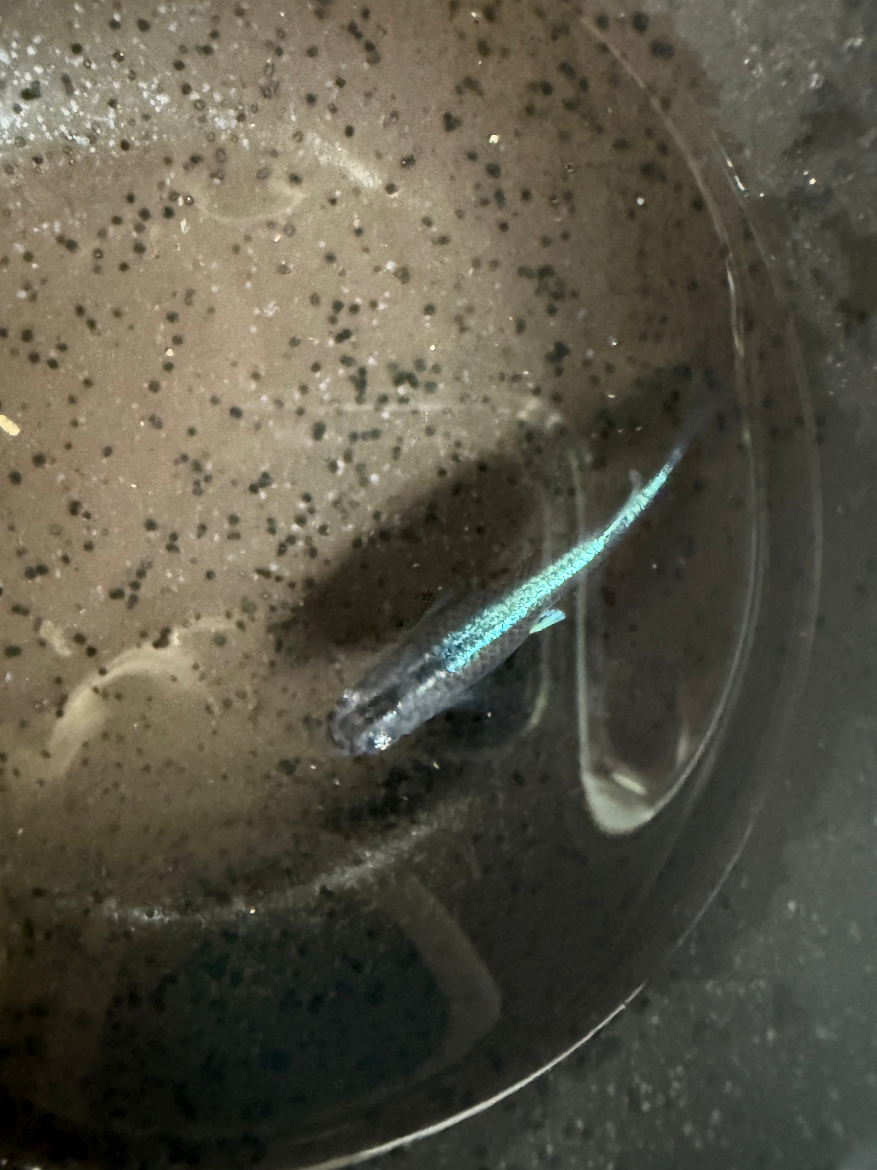 Kabuki Blue Japanese Medaka Ricefish – by USA‑HomeBred | BARCK Aquatics