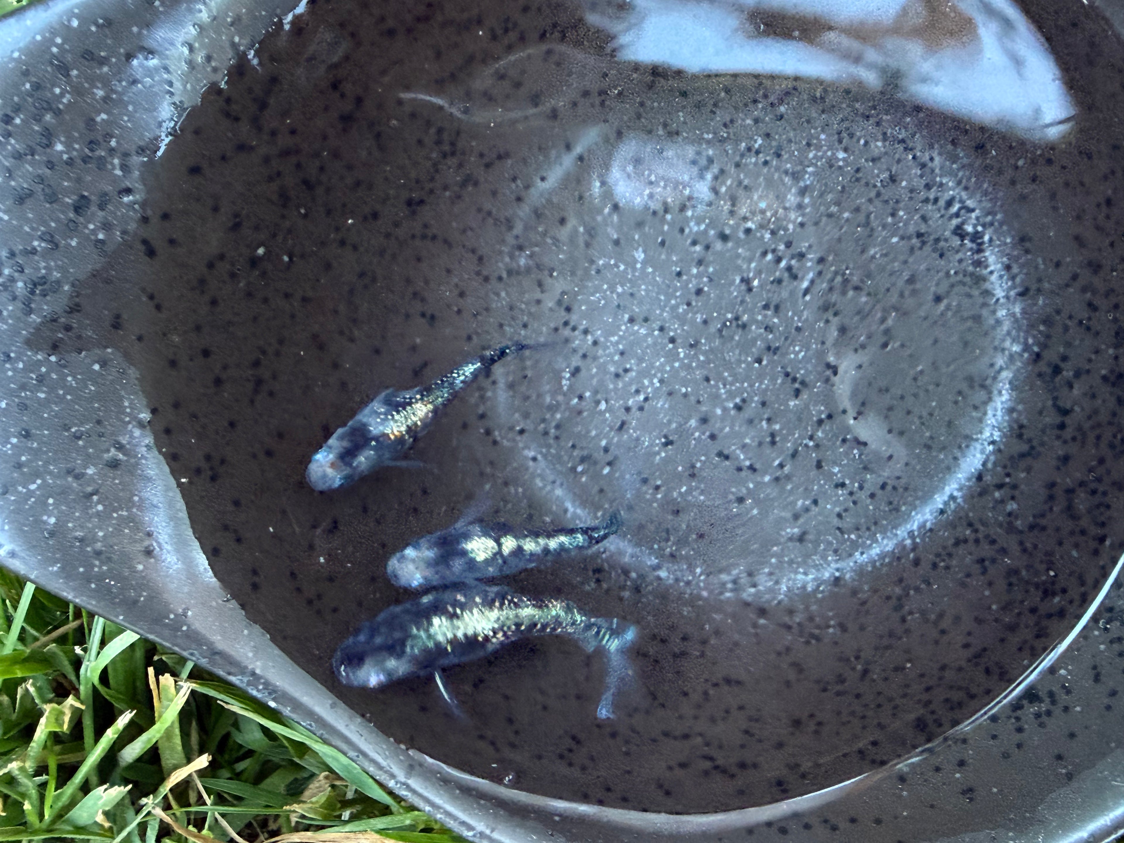 Sumi Kougyoku Japanese Medaka Ricefish.  USA bred. (Copy)