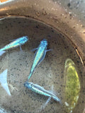 Neptune Medaka Japanese Ricefish – Rare Homebred Strain | BARCK Aquatics