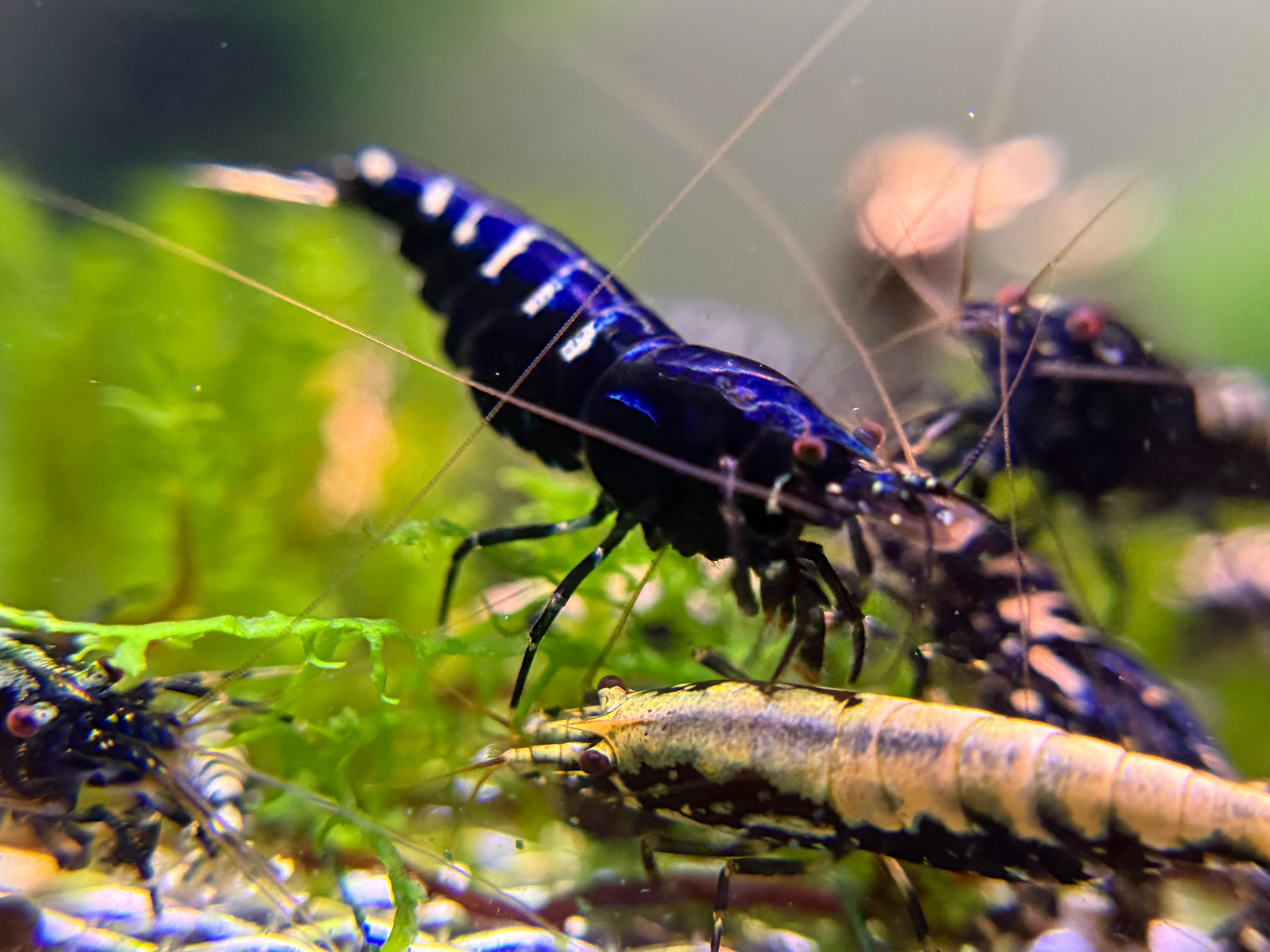 Black Galaxy Fishbone Shrimp-USA homebred