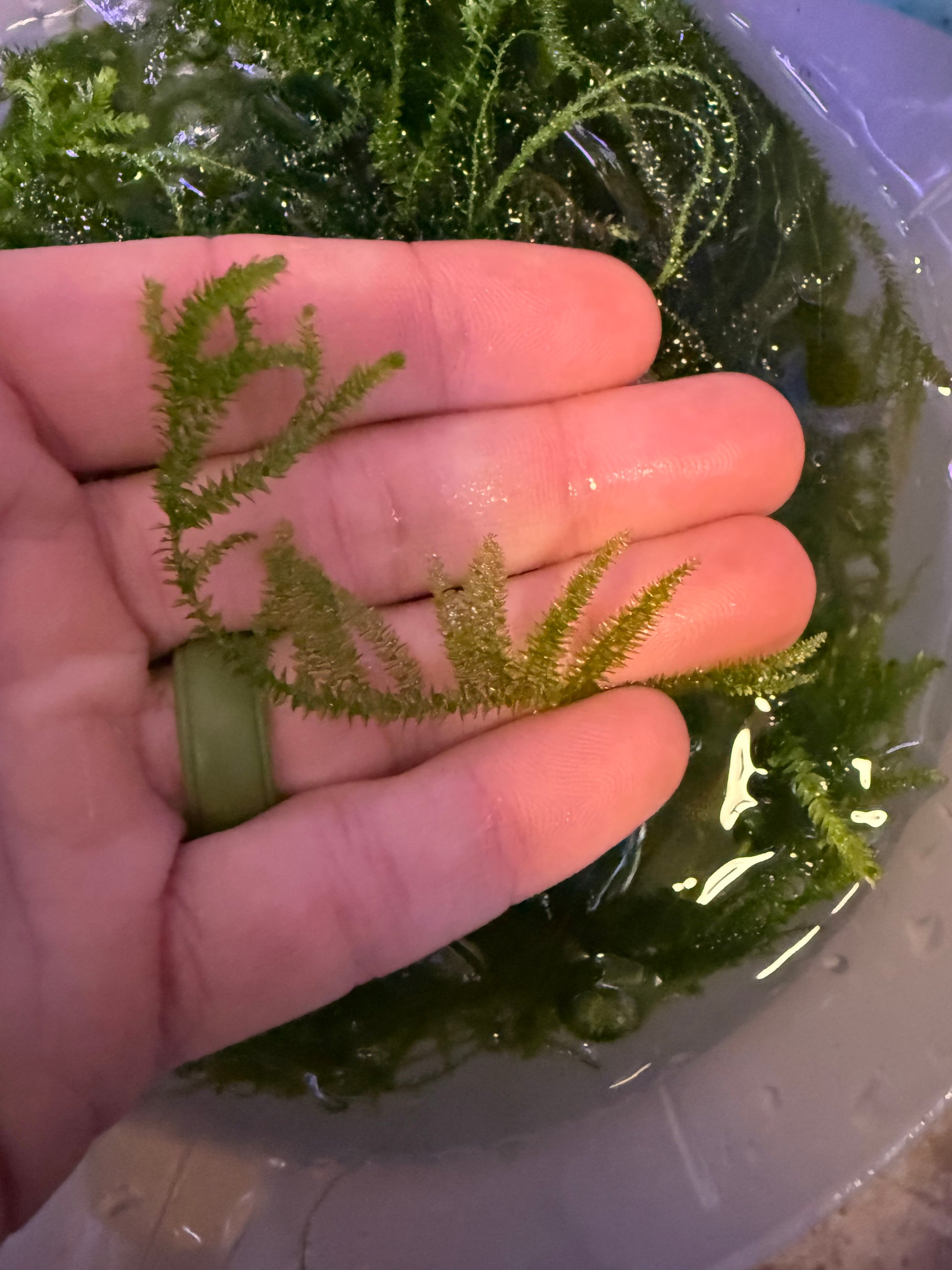 Distichphyllum maibarae - Rare Live Submerged Aquarium Plant 2"X2" portion