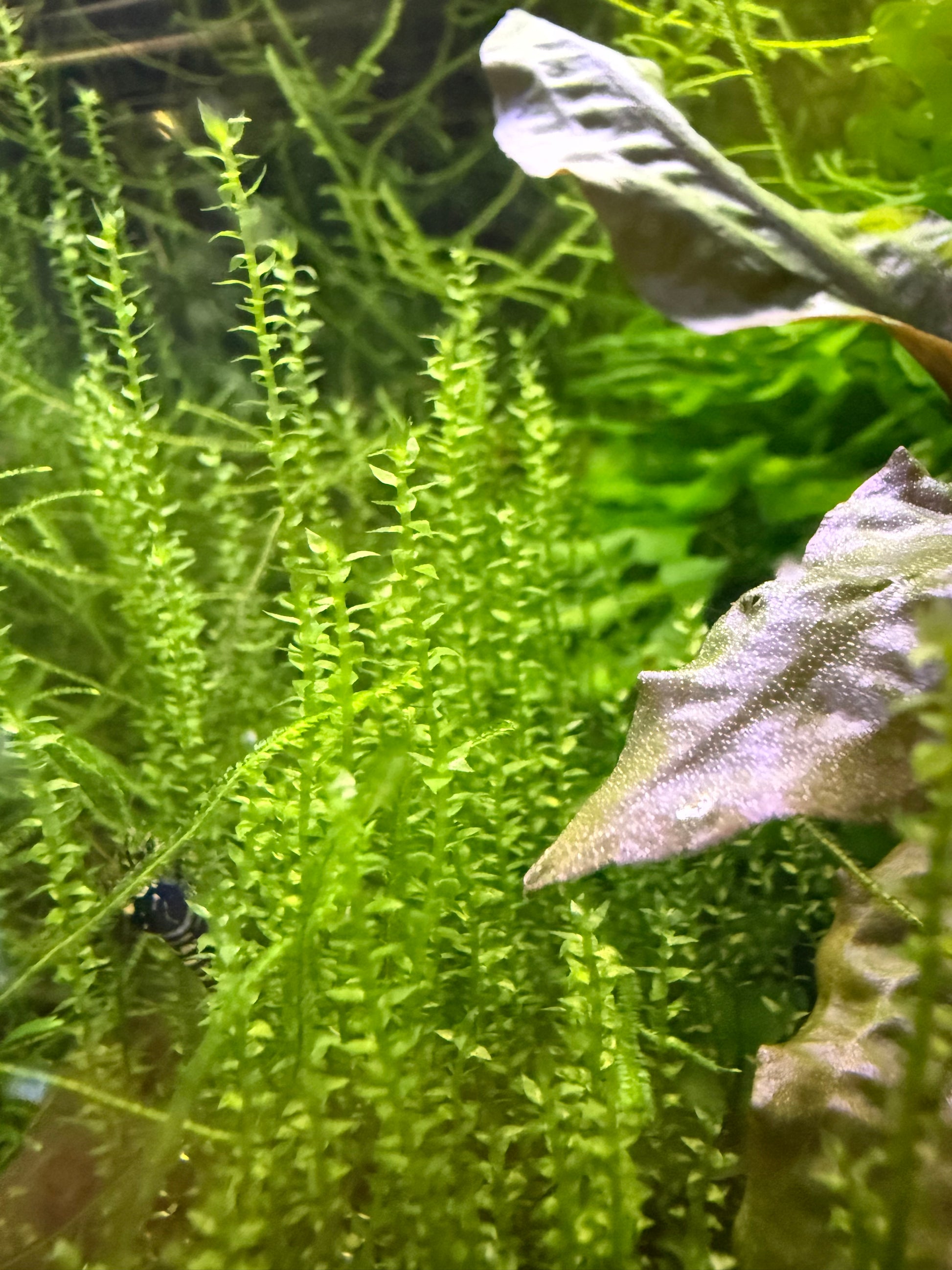 Distichphyllum maibarae - Rare Live Submerged Aquarium Plant 2"X2" portion