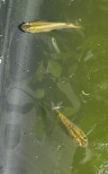 Gold Lame’ Japanese Medaka Ricefish. USA Homebred
