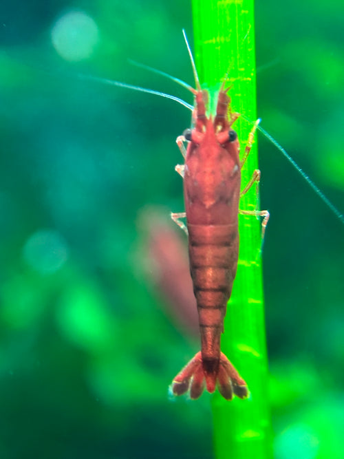 Bloody Mary Neocaridina Shrimp– Premium USA Homebred | BARCK Aquatics