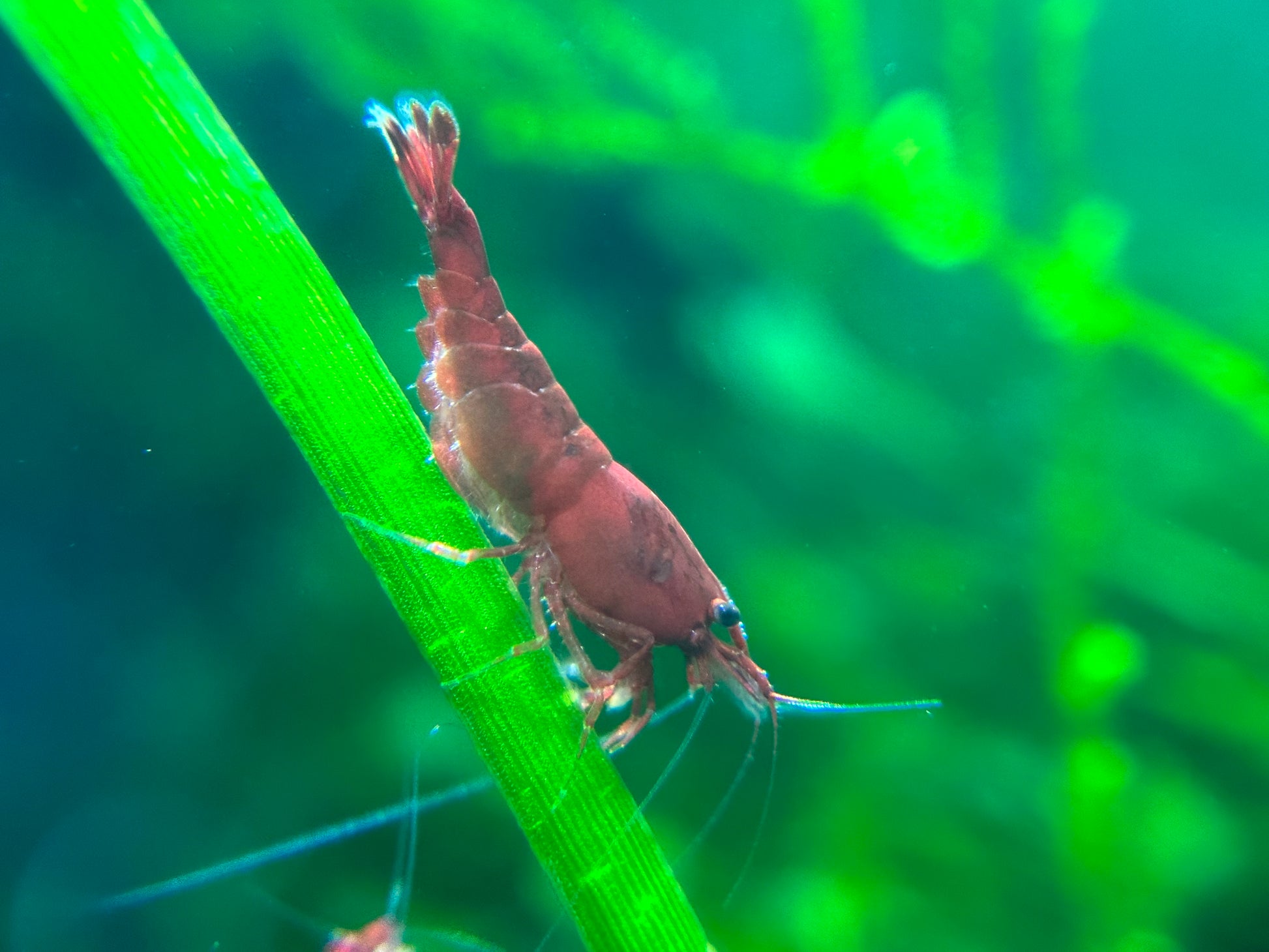 Bloody Mary Neocaridina Shrimp– Premium USA Homebred | BARCK Aquatics