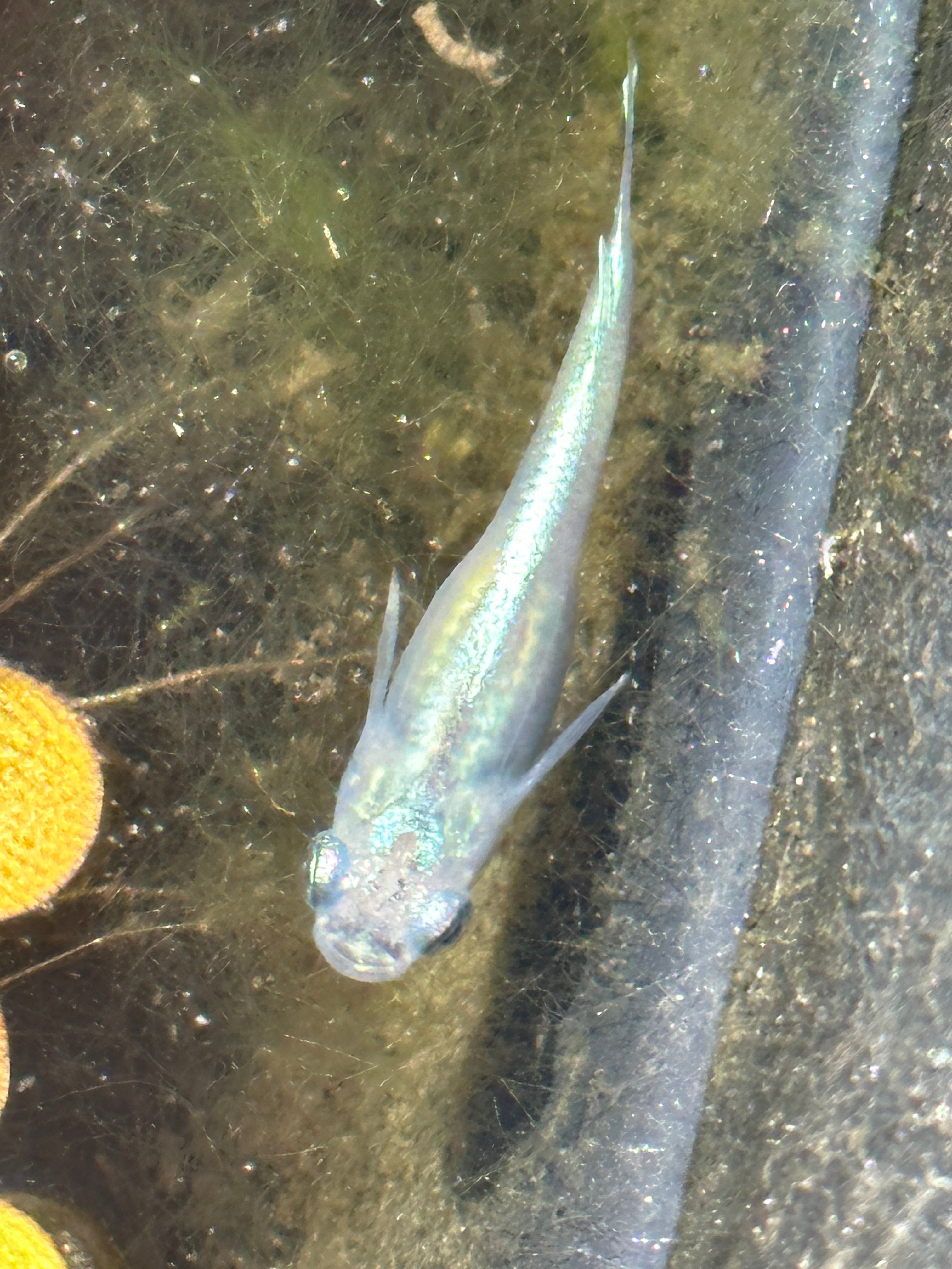 Blue Miyuki Japanese Medaka Ricefish – USA‑HomeBred | BARCK Aquatics