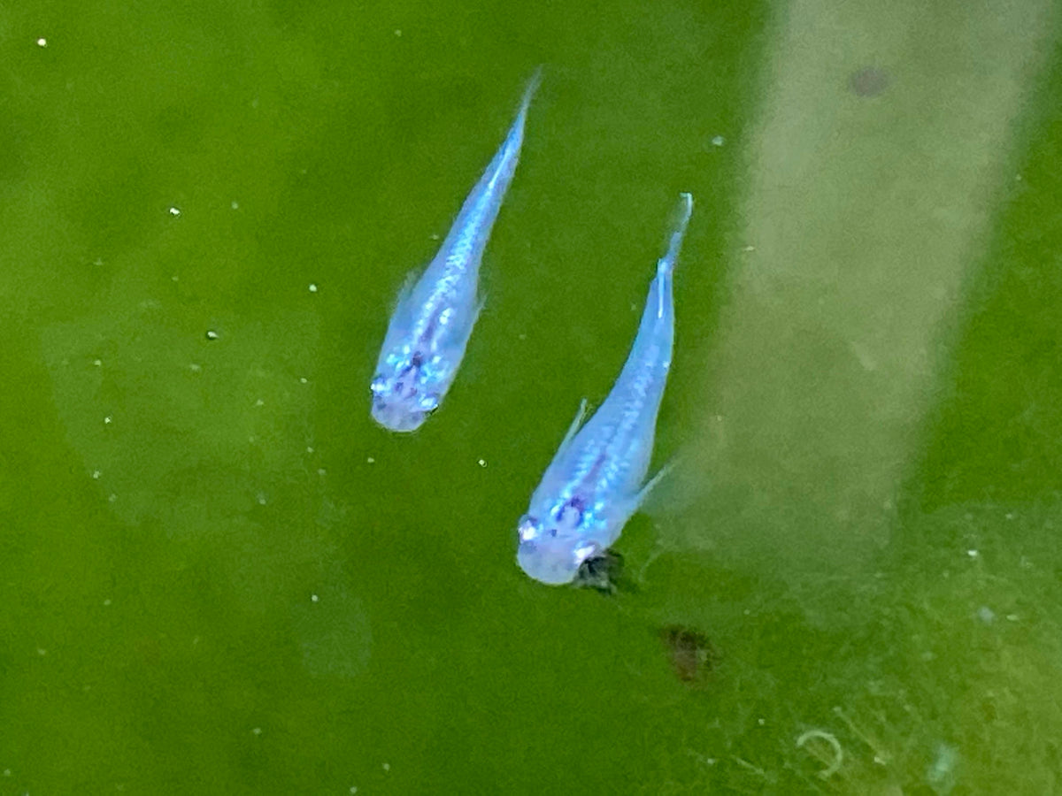 Pet Rice Fish Blue Miyuki Medaka (Japanese Ricefish). USA Homebred | BARCK Aquatics