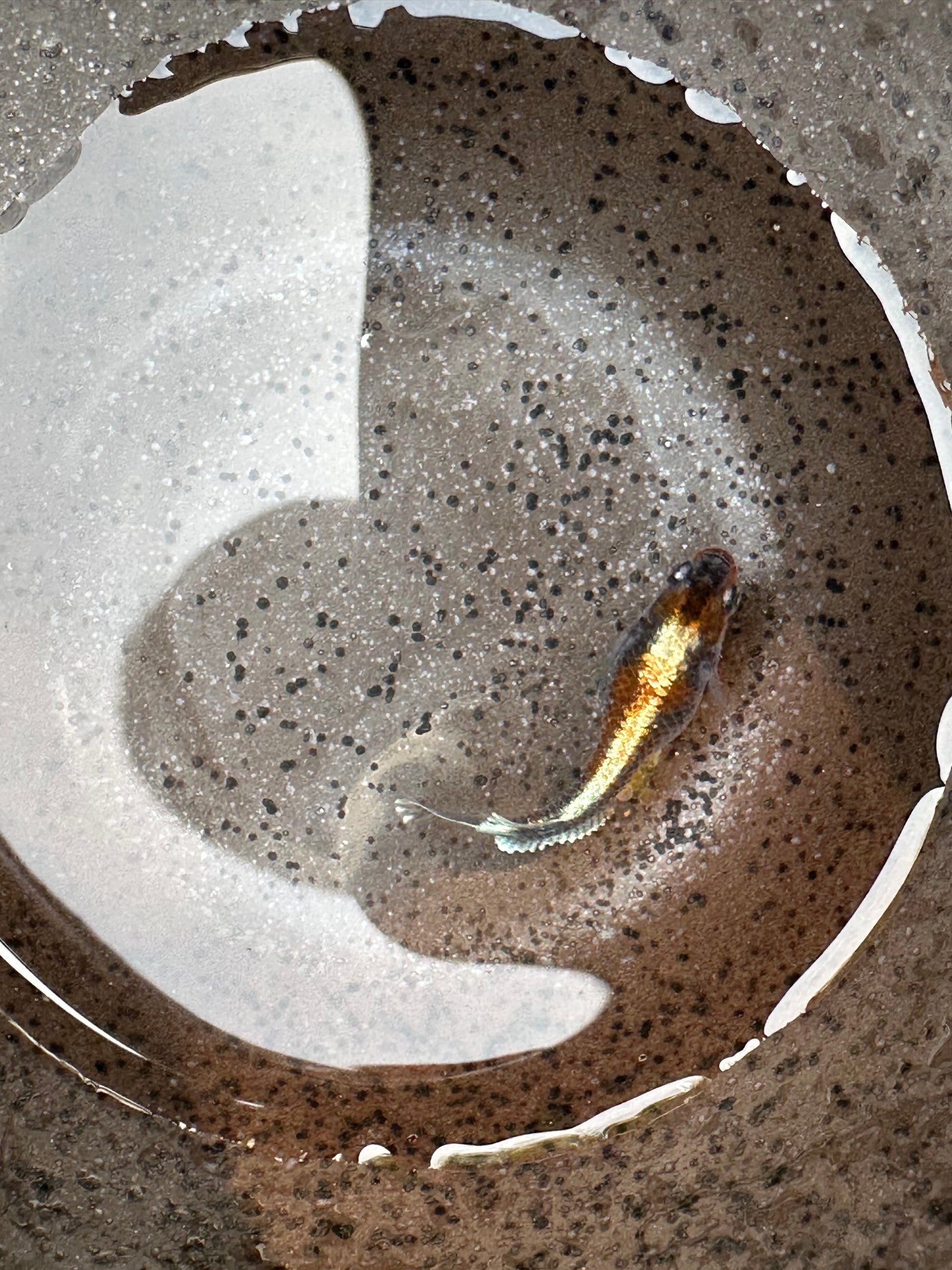 Red Cliff Dark Japanese Medaka Ricefish. USA Homebred