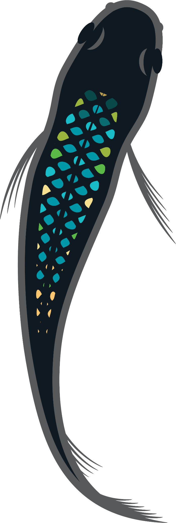 Medaka Japanese Rice Fish Transfer Decal Sticker- BARCK Aquatics
