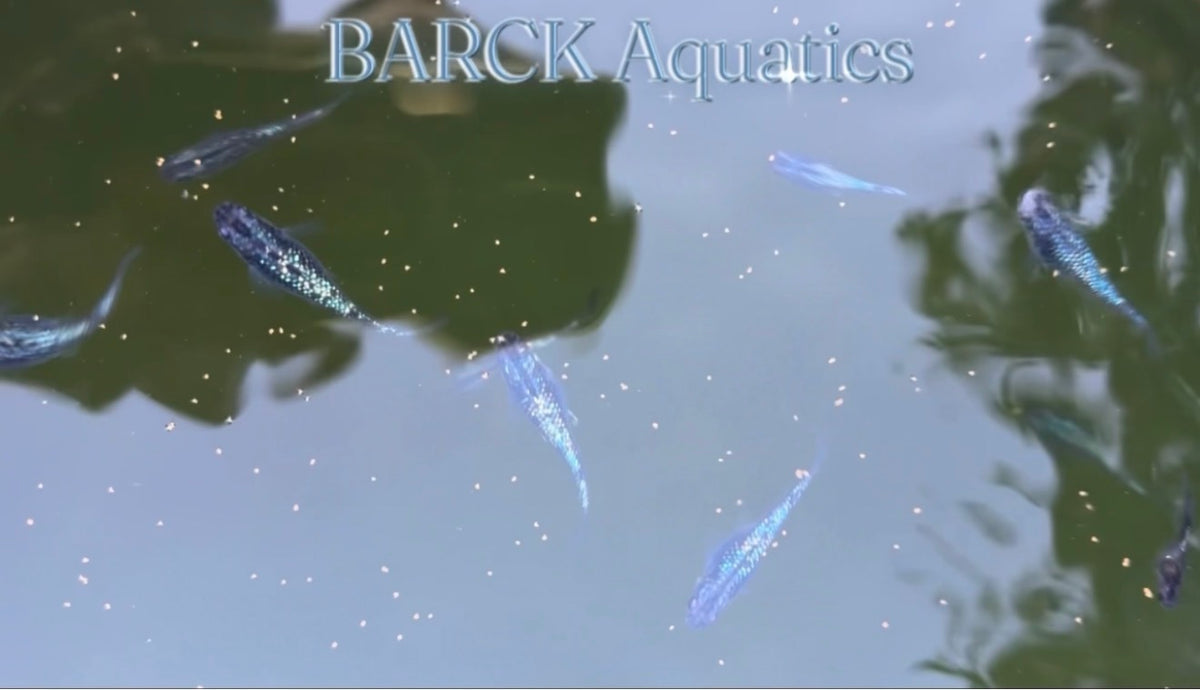 Sapphire Medaka Ricefish bred by BARCK Aquatics