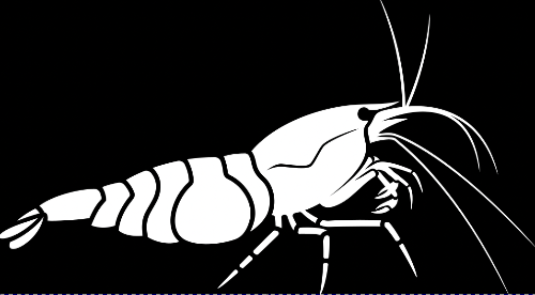 Shrimp Decal Sticker- BARCK Aquatics Neocaridina Caridina Cherry Shrimp