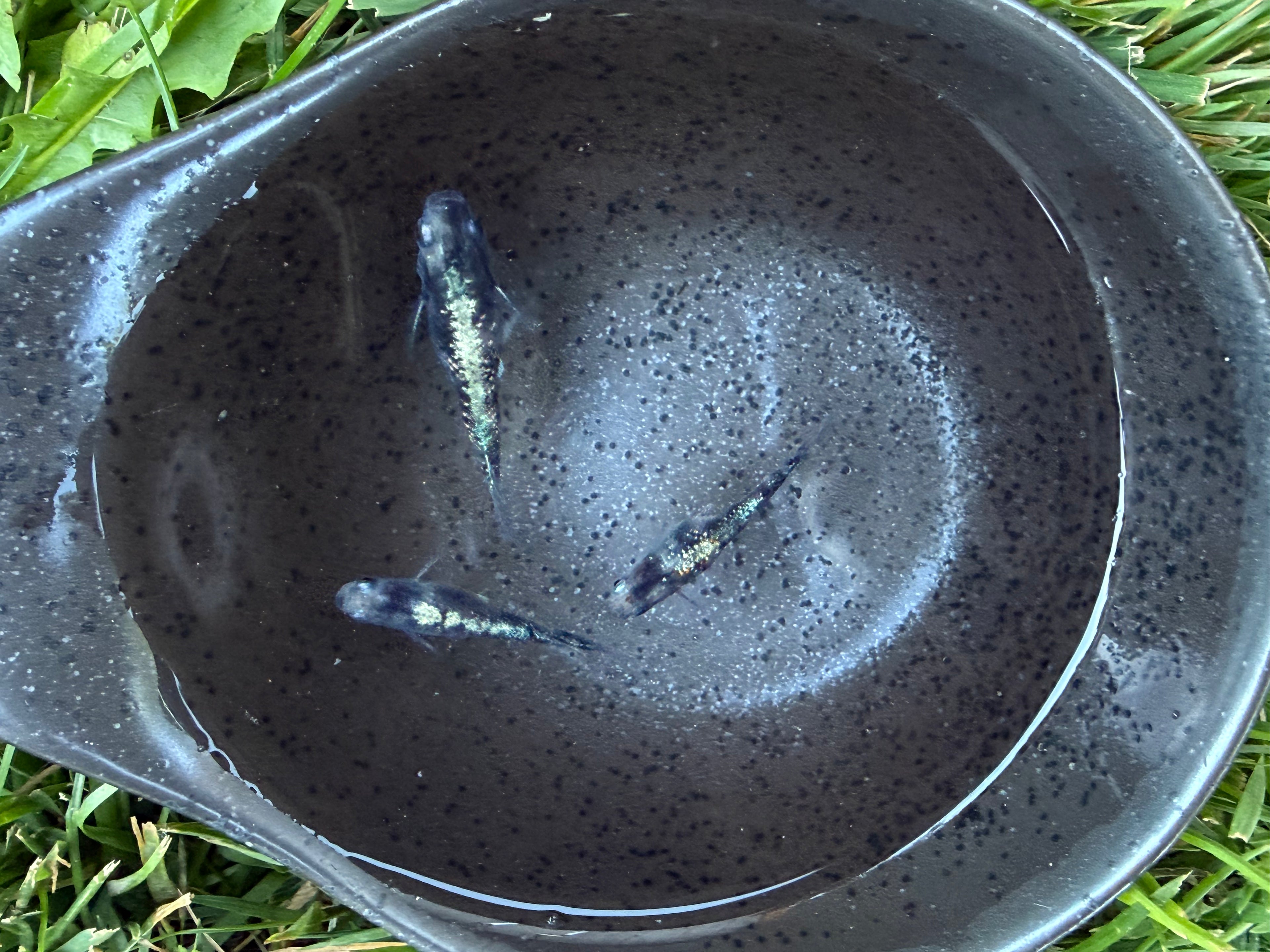 Sumi Kougyoku Medaka Ricefish bred by BARCK Aquatics