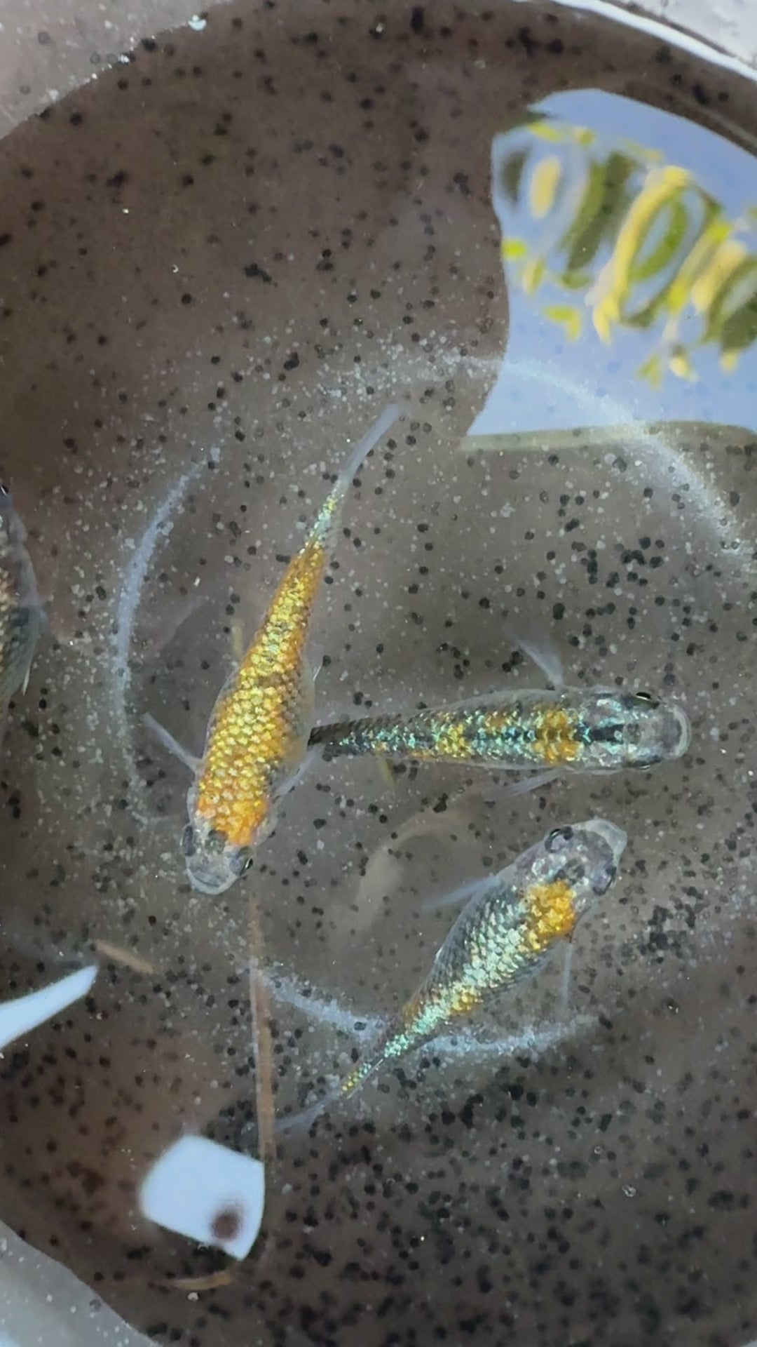 Lame' King Medaka Ricefish. USA bred.