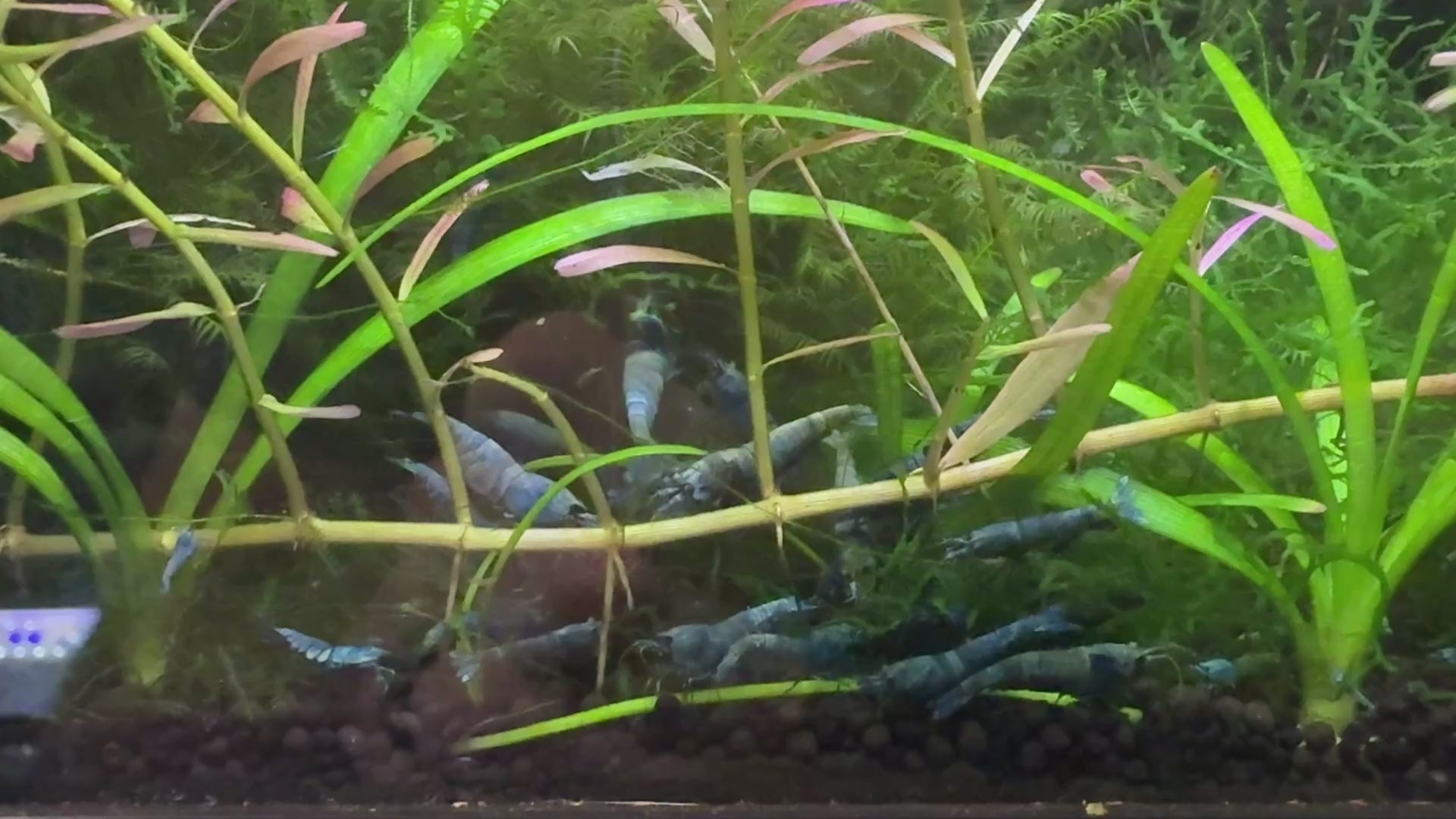 Juvenile Blue Bolt Shrimp for Sale – Premium USA Homebred Caridina | BARCK Aquatics