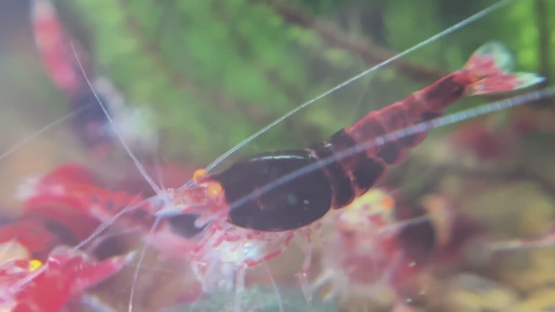 Orange Eye Red King Kong (OERKK) Extreme