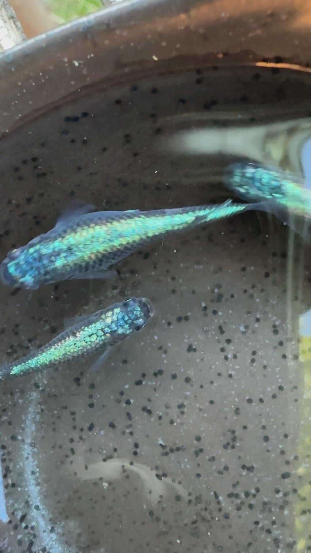 Neptune Medaka Japanese Ricefish – Rare Homebred Strain | BARCK Aquatics