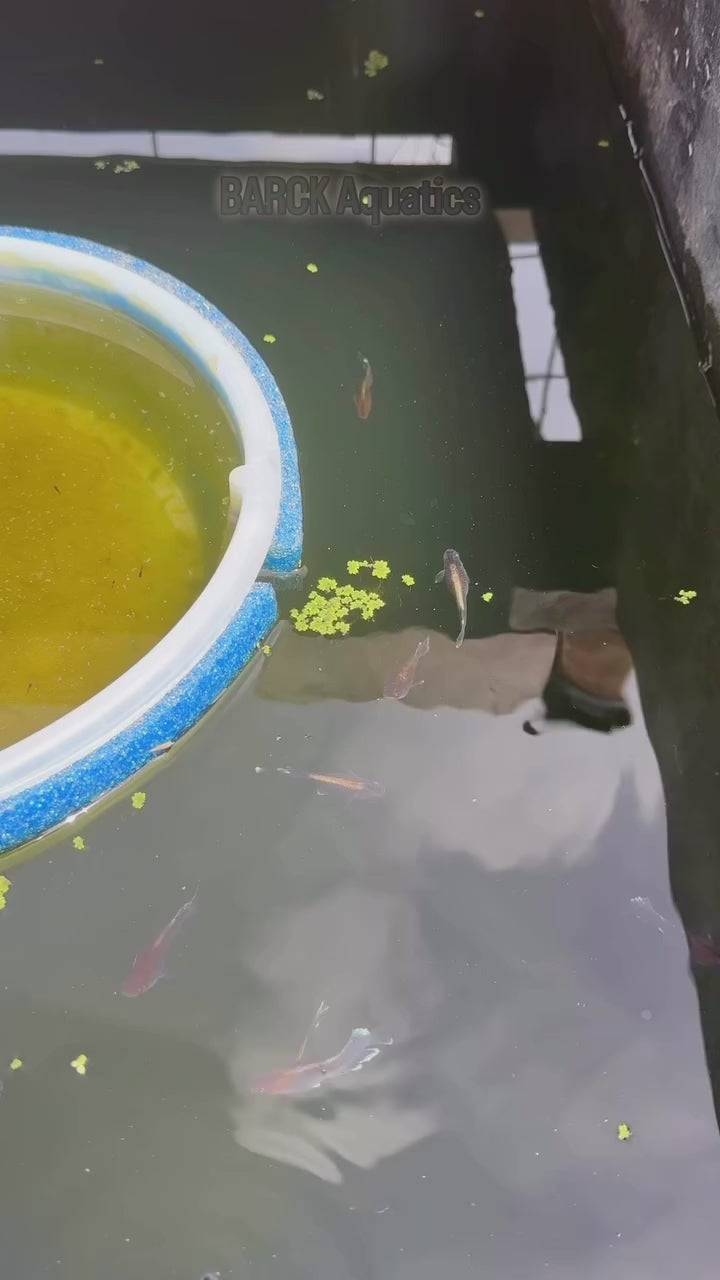 Red Cliff Dark Medaka (Japanese Ricefish). USA Homebred | BARCK Aquatics