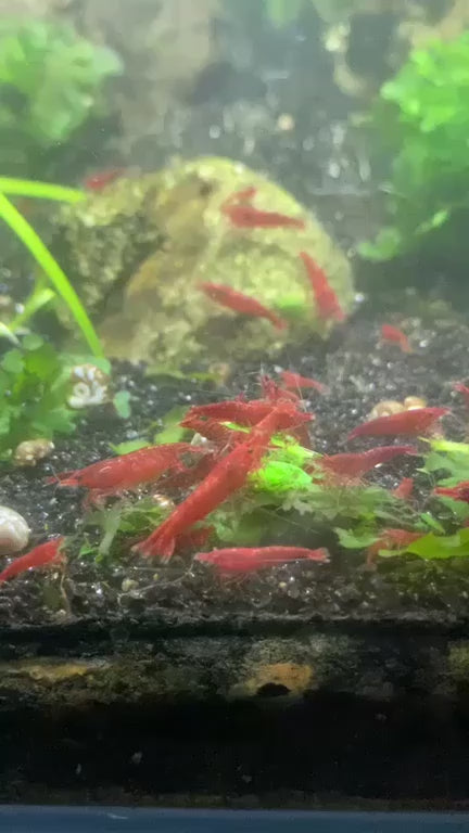 Bloody Mary Neocaridina Shrimp– Premium USA Homebred | BARCK Aquatics
