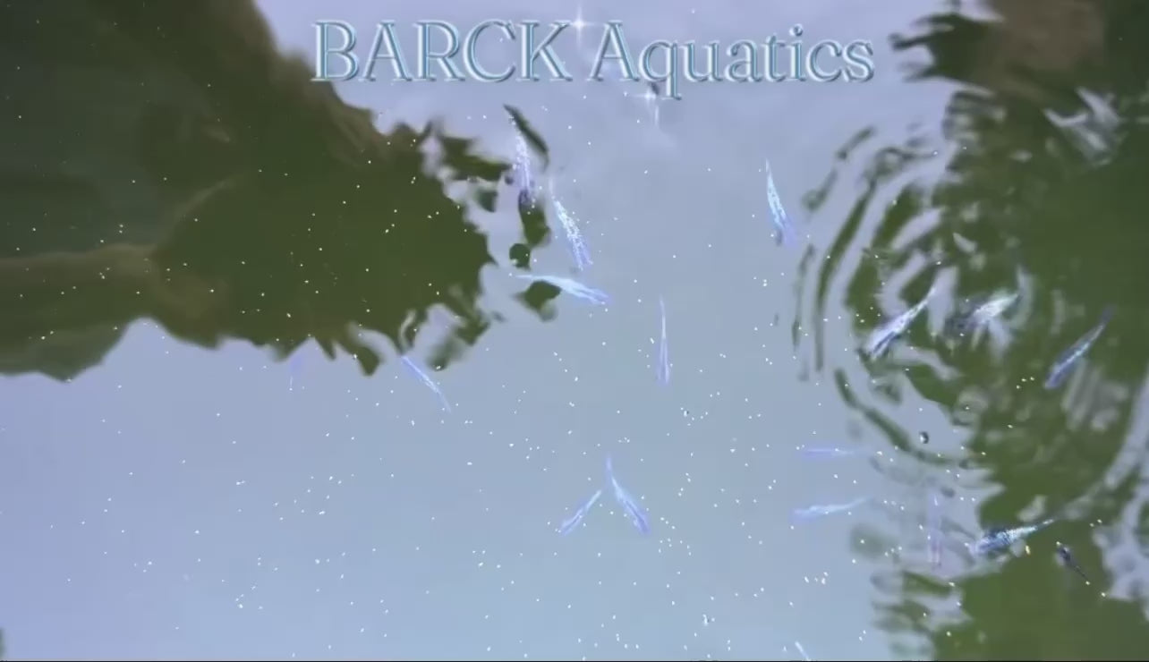 Sapphire Medaka (Japanese Ricefish). USA Homebred | BARCK Aquatics