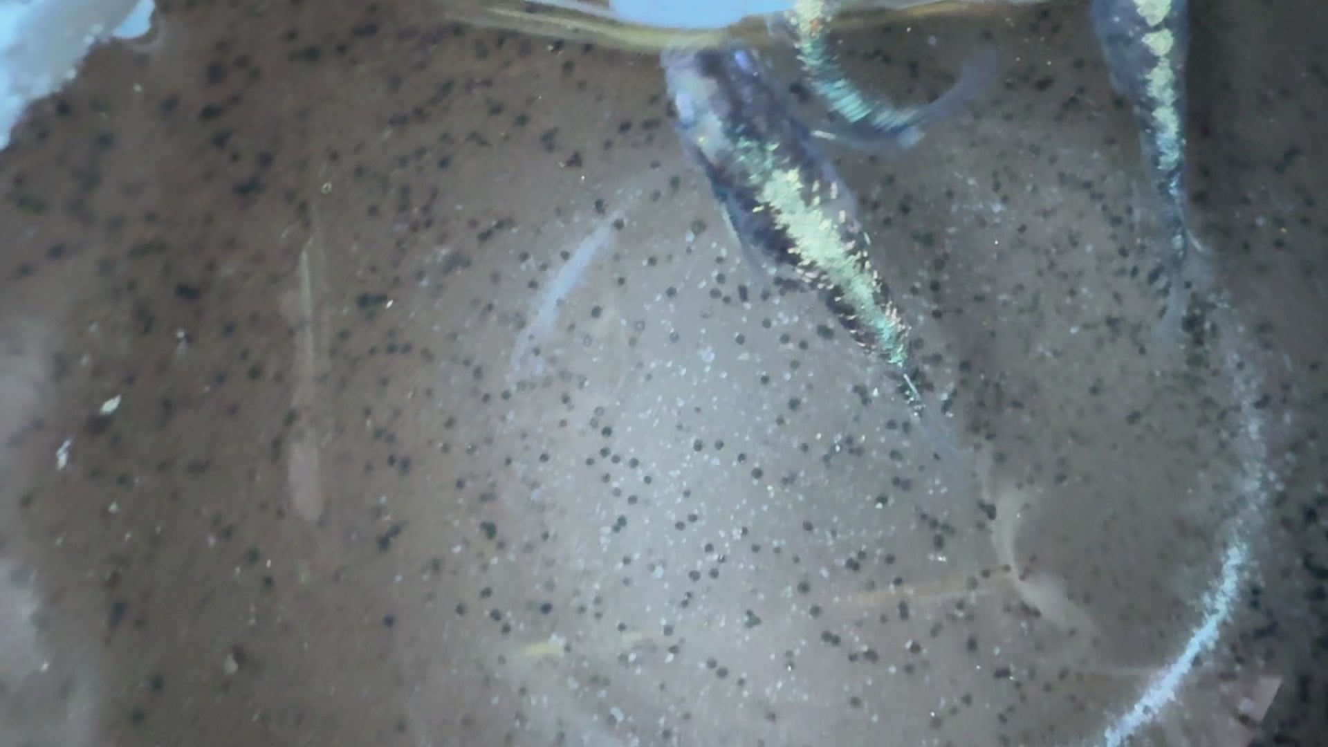 Sumi Kougyoku Japanese Medaka Ricefish.  USA bred. (Copy)
