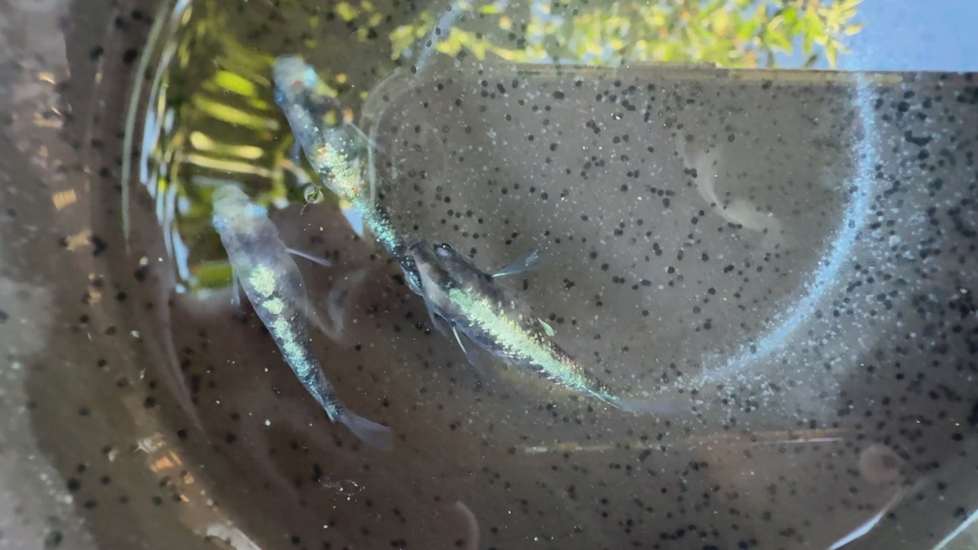 Sumi Kougyoku Japanese Medaka Ricefish.  USA bred. (Copy)
