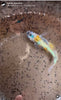 Image of medaka swimming