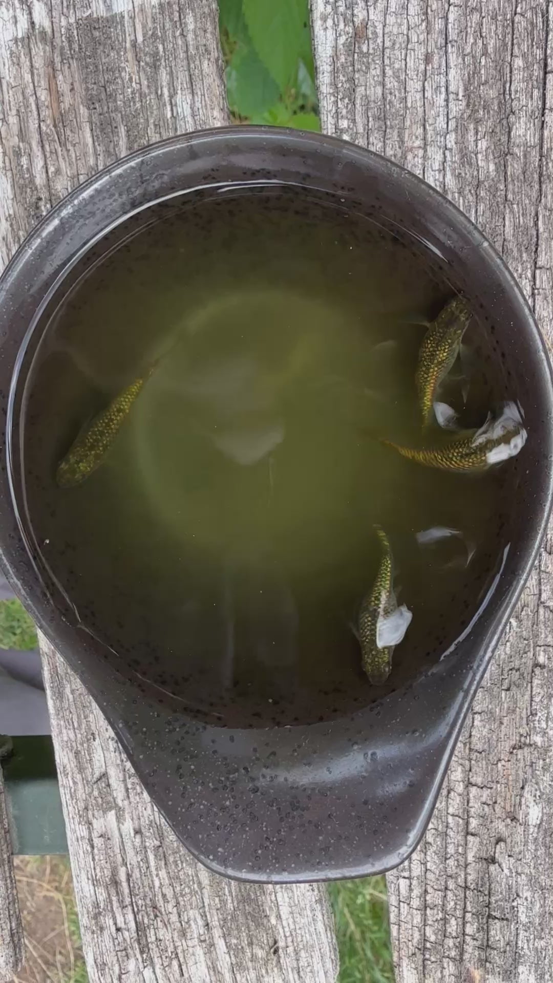 Gold Lame’ Medaka (Japanese Ricefish). USA Homebred | BARCK Aquatics