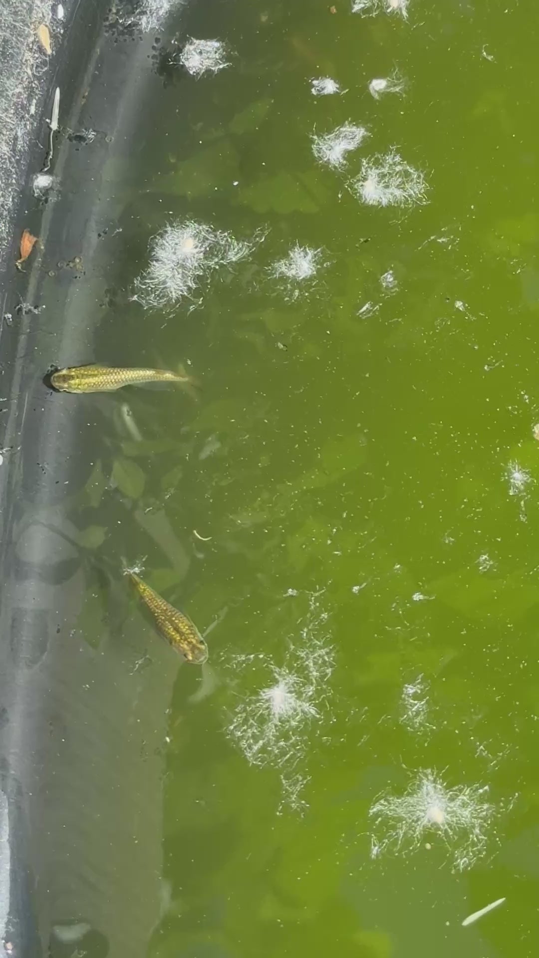 Gold Lame’ Japanese Medaka Ricefish. USA Homebred