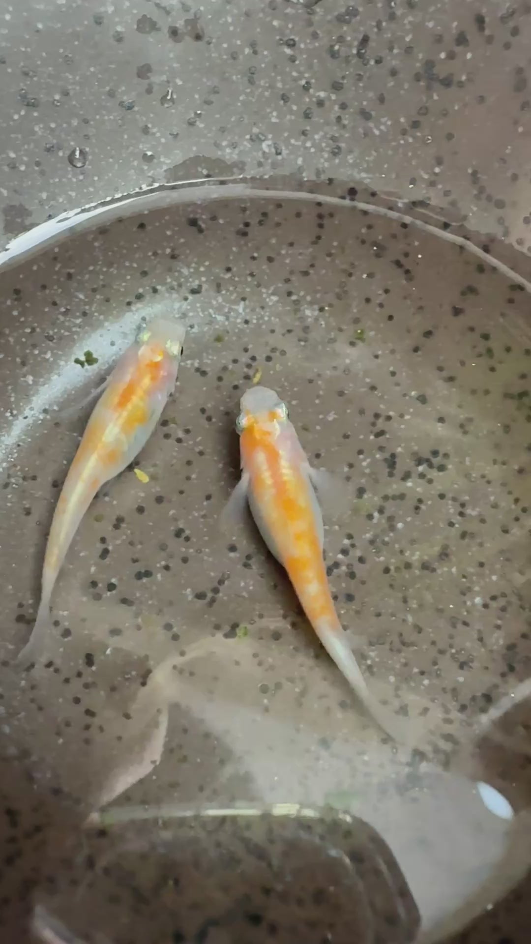 Koi Japanese Medaka Ricefish. USA Homebred